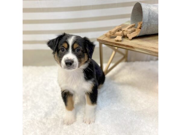 Miniature Australian Shepherd DOG Male Black 1366 Petland Gallipolis, OH