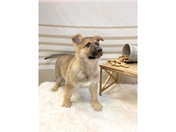 German Shepherd Dog DOG Female Sable 1365 Petland Gallipolis, OH