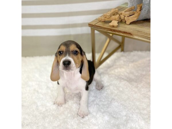 Beagle DOG Female Black Tan / White 1364 Petland Gallipolis, OH