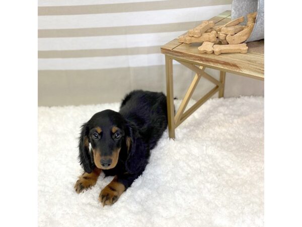 Dachshund-DOG-Male-Black / Tan-1363-Petland Gallipolis, OH