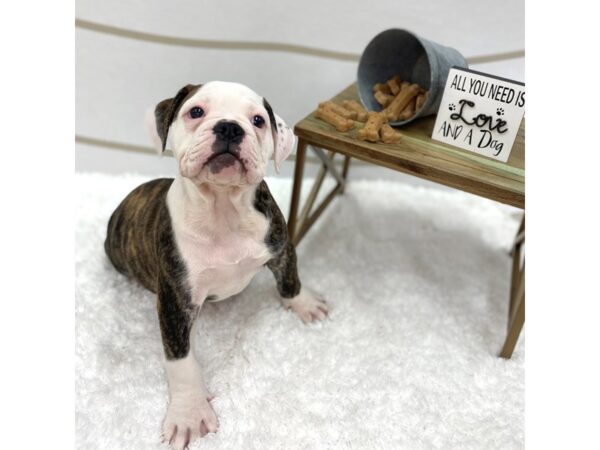 Olde English Bulldog DOG Male Red Brindle 1368 Petland Gallipolis, OH