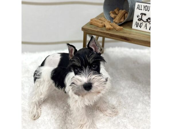 Miniature Schnauzer DOG Female Black 1369 Petland Gallipolis, OH