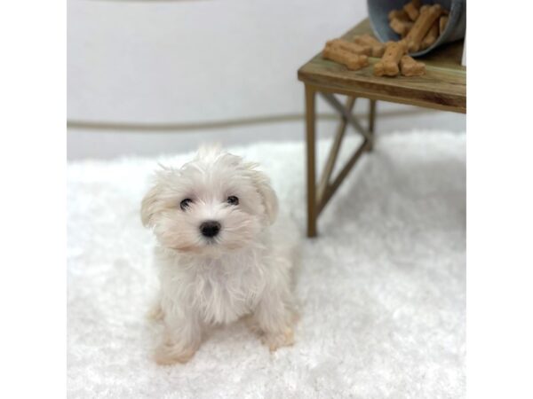 Maltese DOG Female White 1370 Petland Gallipolis, OH