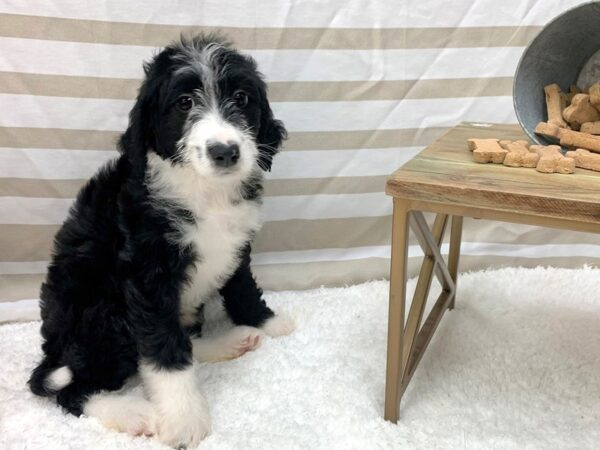 Poodle Standard-DOG-Female-Black / White-1379-Petland Gallipolis, OH