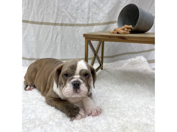 Bulldog DOG Female Blue Fawn 1374 Petland Gallipolis, OH