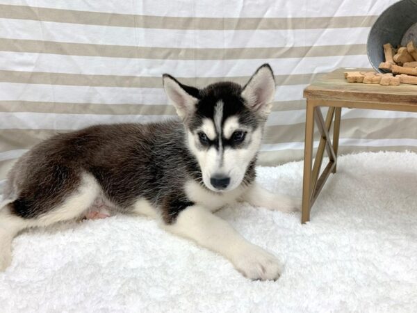 Siberian Husky DOG Male Black / White 1375 Petland Gallipolis, OH