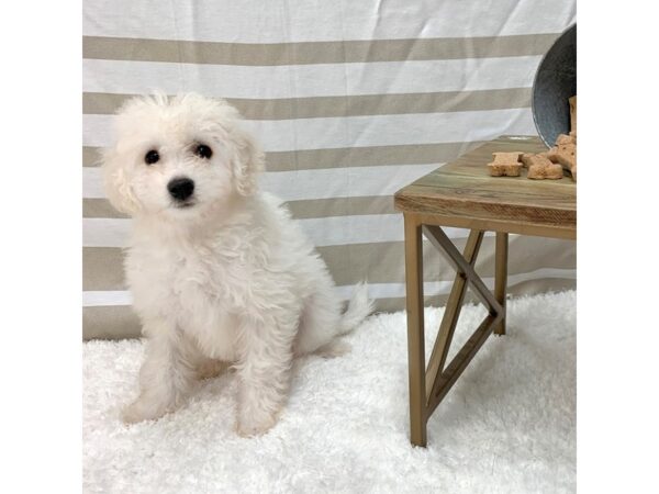 Bichon Frise DOG Female White 1378 Petland Gallipolis, OH