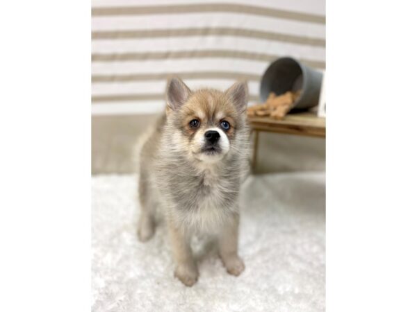 Pomsky DOG Male Cream Sable 1373 Petland Gallipolis, OH