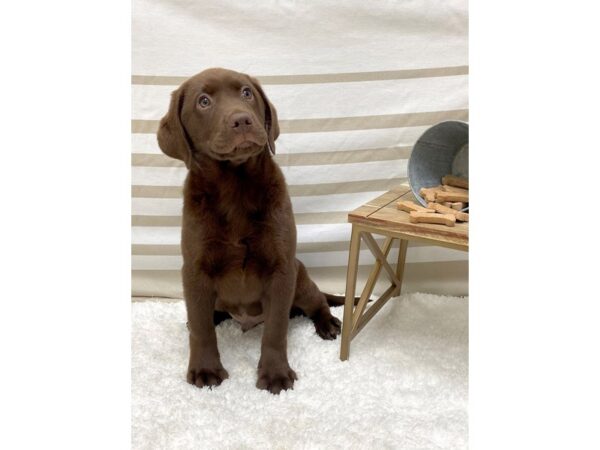 Labrador Retriever DOG Male Chocolate 1372 Petland Gallipolis, OH