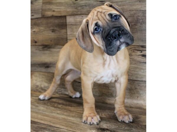 Bullmastiff DOG Male Apricot Fawn 1381 Petland Gallipolis, OH