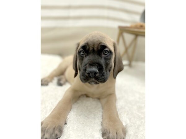 Mastiff DOG Male Fawn 1382 Petland Gallipolis, OH