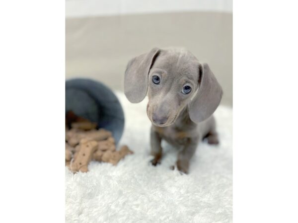 Dachshund-DOG-Male-Fawn (Isabella) / Tan-1380-Petland Gallipolis, OH