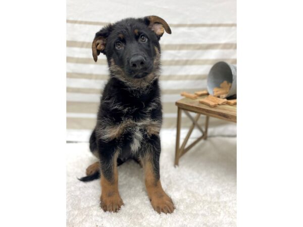 German Shepherd Dog DOG Male Black / Tan 1384 Petland Gallipolis, OH