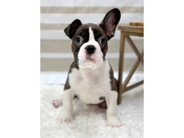 Boston Terrier-DOG-Male-Brindle / White-1385-Petland Gallipolis, OH