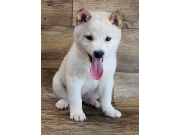 Shiba Inu DOG Male Cream 1392 Petland Gallipolis, OH