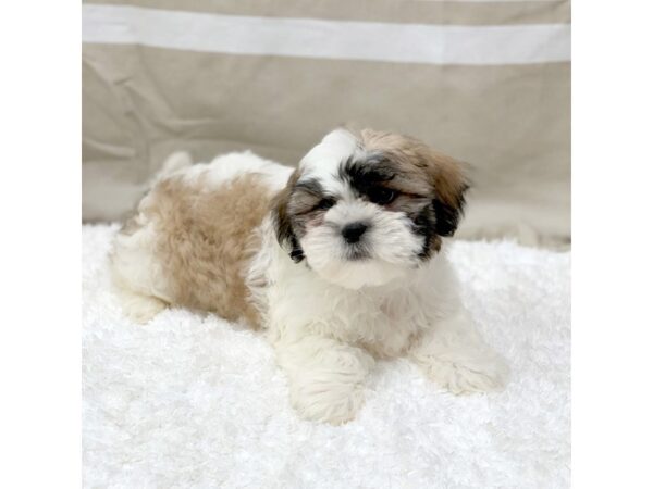 Lhasa Apso-DOG-Male-Golden-1401-Petland Gallipolis, OH