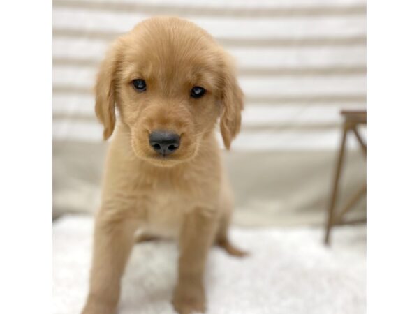 Golden Retriever DOG Female Golden 1400 Petland Gallipolis, OH