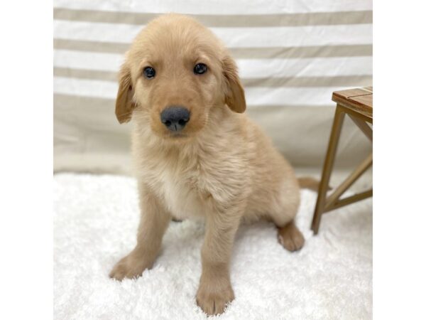 Golden Retriever DOG Male Golden 1399 Petland Gallipolis, OH