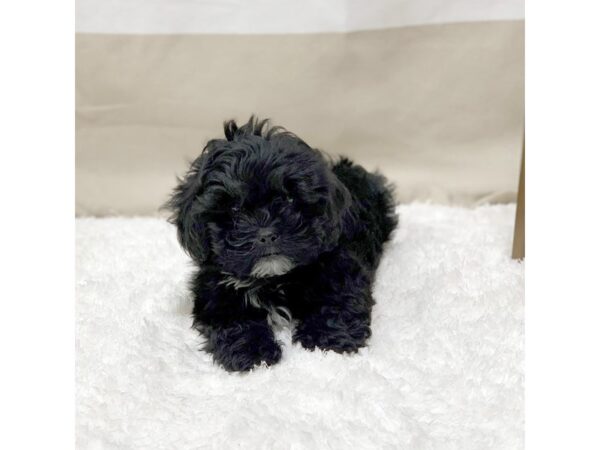 Teddy Bear DOG Male Black 1398 Petland Gallipolis, OH