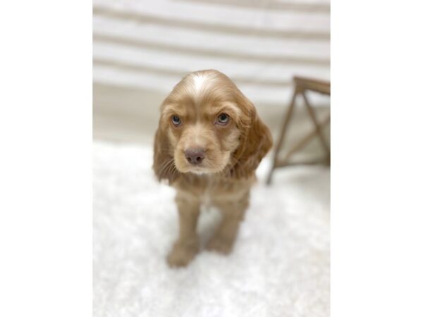 Cocker Spaniel DOG Male Red 1397 Petland Gallipolis, OH