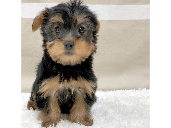 Silky Terrier DOG Female Black / Tan 1396 Petland Gallipolis, OH