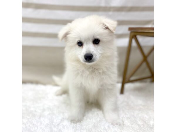 American Eskimo Dog DOG Male White 1395 Petland Gallipolis, OH