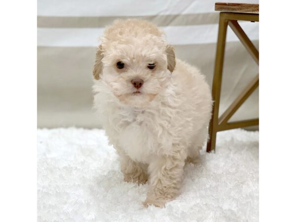 Cock A Poo DOG Female Cream 1394 Petland Gallipolis, OH