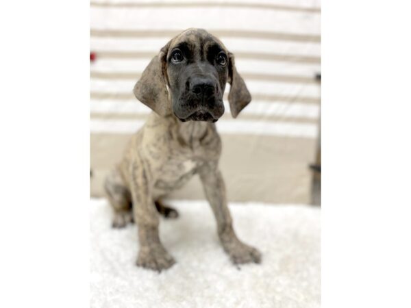 Great Dane DOG Male Brindle 1393 Petland Gallipolis, OH