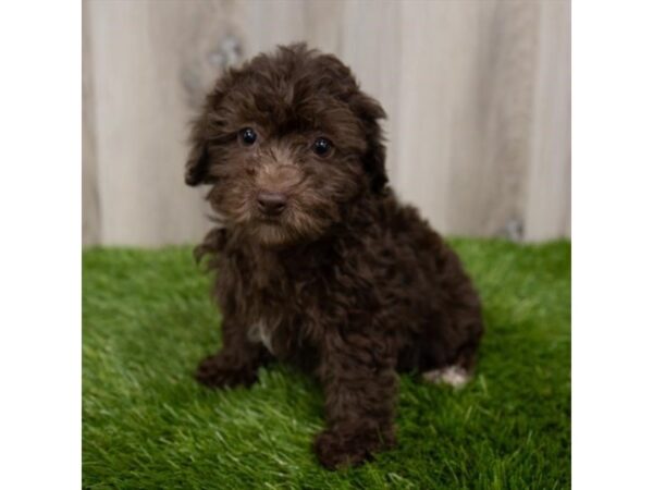 Poodle DOG Female Brown 1404 Petland Gallipolis, OH