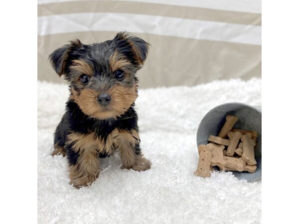 Yorkshire Terrier DOG Male Black / Gold 1403 Petland Gallipolis, OH