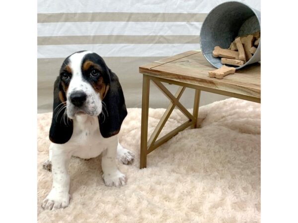 Basset Hound-DOG-Male-Black White / Tan-1407-Petland Gallipolis, OH