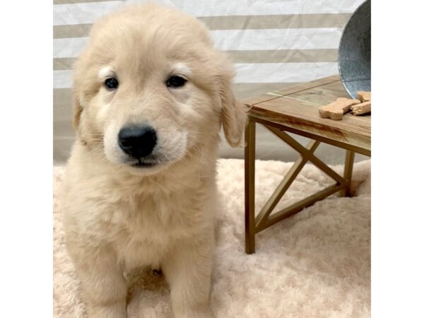 Golden Retriever DOG Male Golden 1409 Petland Gallipolis, OH