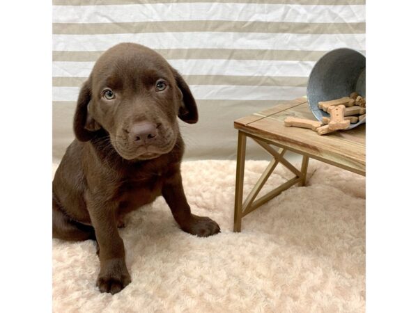 Labrador Retriever DOG Chocolate 1411 Petland Gallipolis, OH