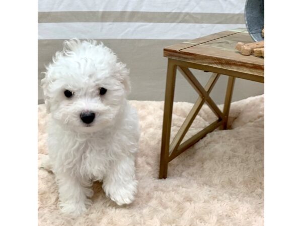 Maltese-DOG-Male-White-1406-Petland Gallipolis, OH