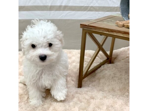 Maltese DOG Male White 1406 Petland Gallipolis, OH