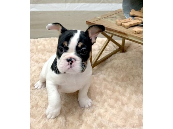 Mini Bulldog-DOG-Female-blk and white-1405-Petland Gallipolis, OH