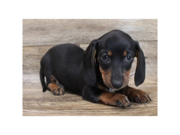 Dachshund DOG Female Black / Tan 1412 Petland Gallipolis, OH