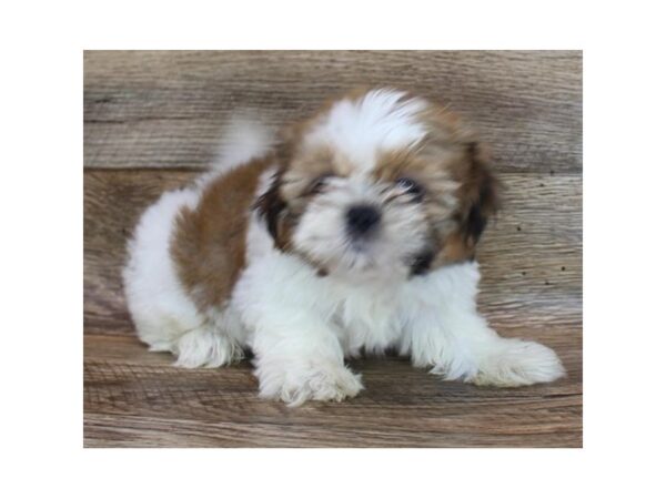 Shih Tzu-DOG-Male-Red / White-1414-Petland Gallipolis, OH
