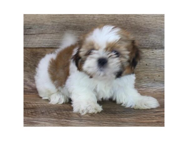 Shih Tzu DOG Male Red / White 1414 Petland Gallipolis, OH