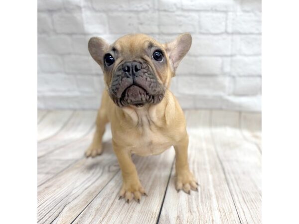 French Bulldog DOG Male Fawn 1408 Petland Gallipolis, OH