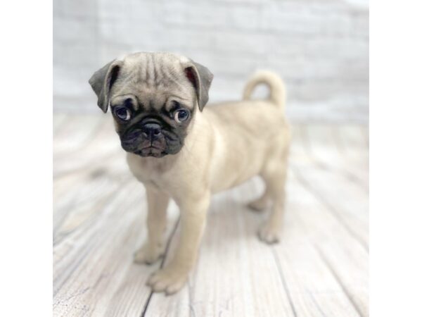 Pug-DOG-Female-Fawn-1413-Petland Gallipolis, OH