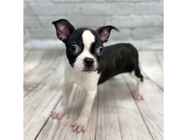 Boston Terrier DOG Male Black / White 1416 Petland Gallipolis, OH