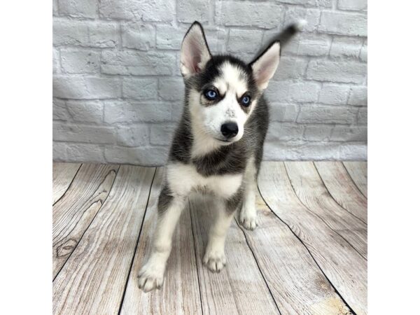 Siberian Husky-DOG-Female-Black / White-1415-Petland Gallipolis, OH