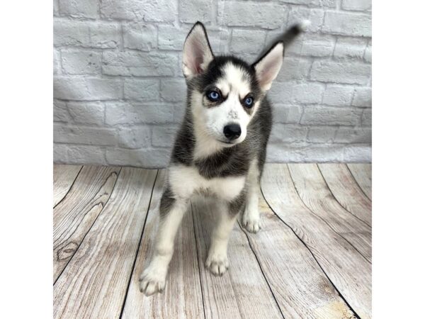 Siberian Husky DOG Female Black / White 1415 Petland Gallipolis, OH