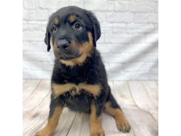 Rottweiler DOG Female black and tan 1427 Petland Gallipolis, OH