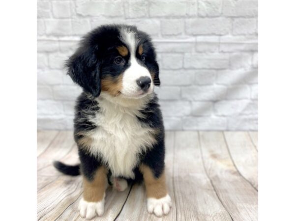 Bernese Mountain Dog-DOG-Male-Black / Rust-1424-Petland Gallipolis, OH