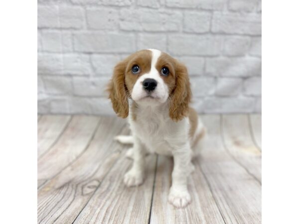 Cavalier King Charles Spaniel-DOG-Female-Blenheim-1423-Petland Gallipolis, OH