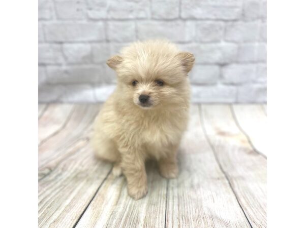 Pomeranian DOG Male Cream 1428 Petland Gallipolis, OH