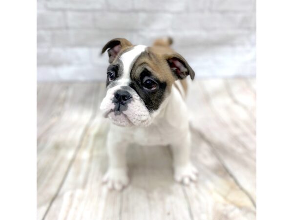 Bulldog DOG Female Red 1430 Petland Gallipolis, OH