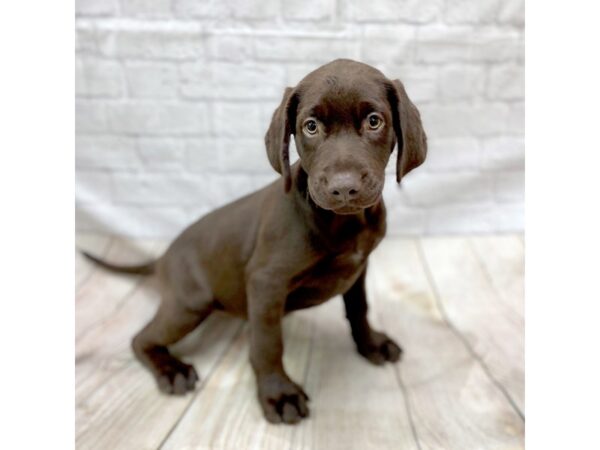 Labrador Retriever DOG Female Chocolate 1431 Petland Gallipolis, OH